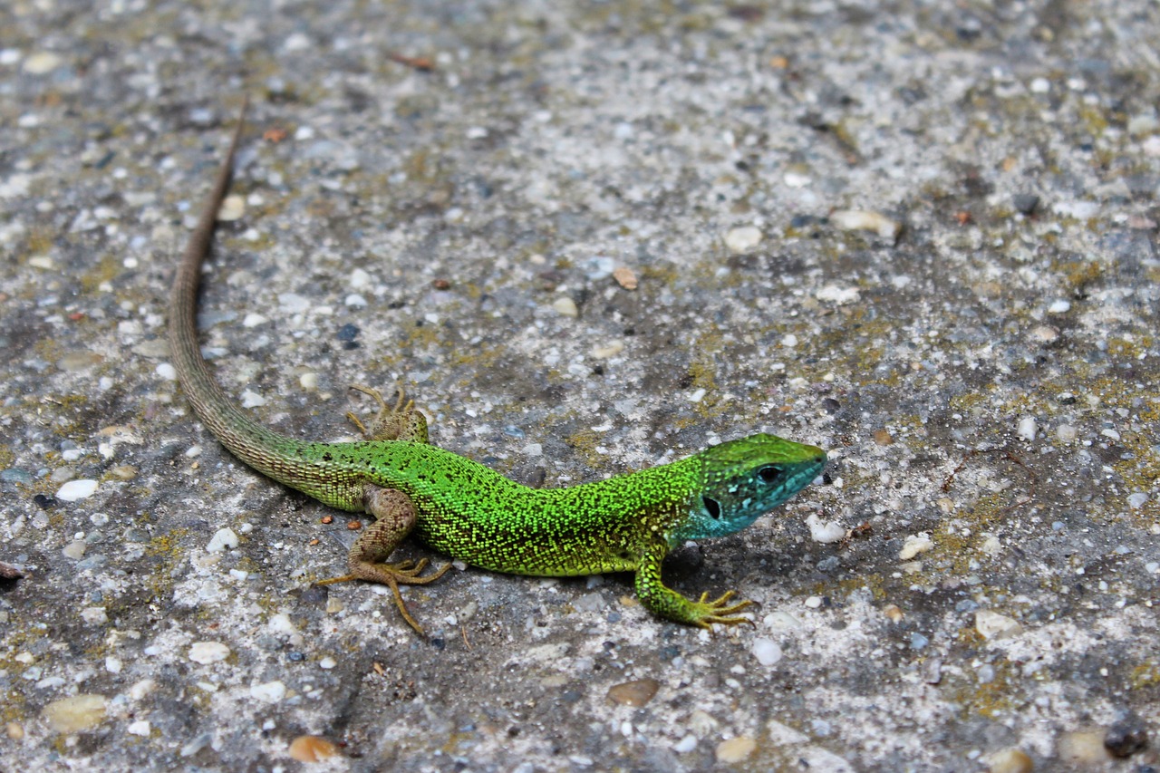 lizard nature color free photo