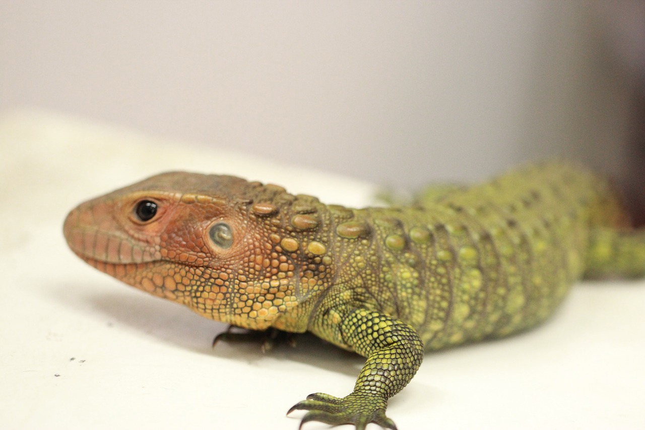 lizard reptile animal free photo