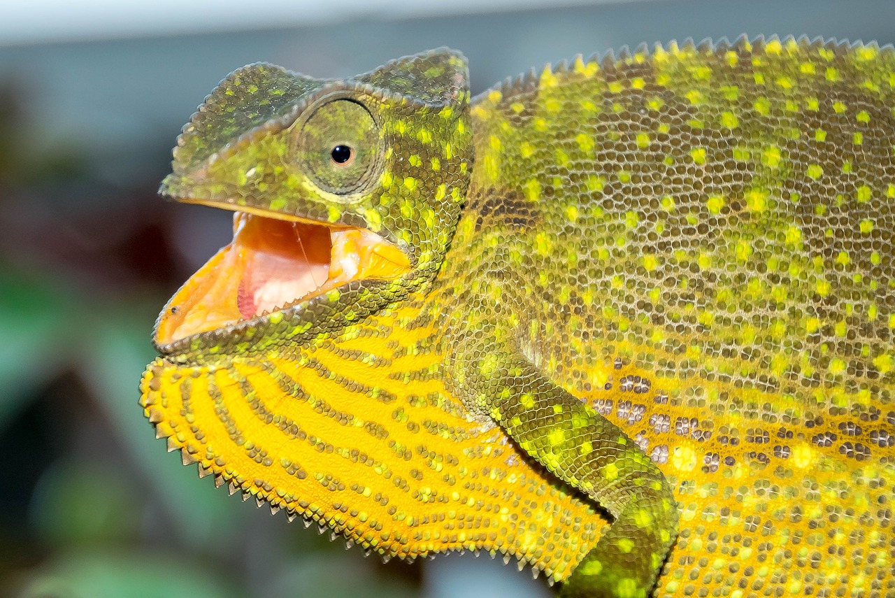 lizard chameleon animal free photo