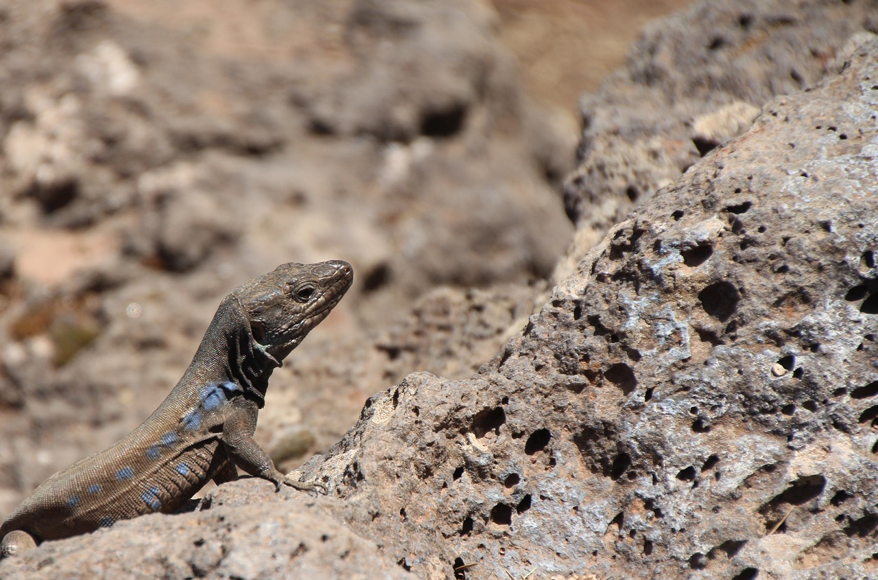 lizard canaries lizard curious free photo