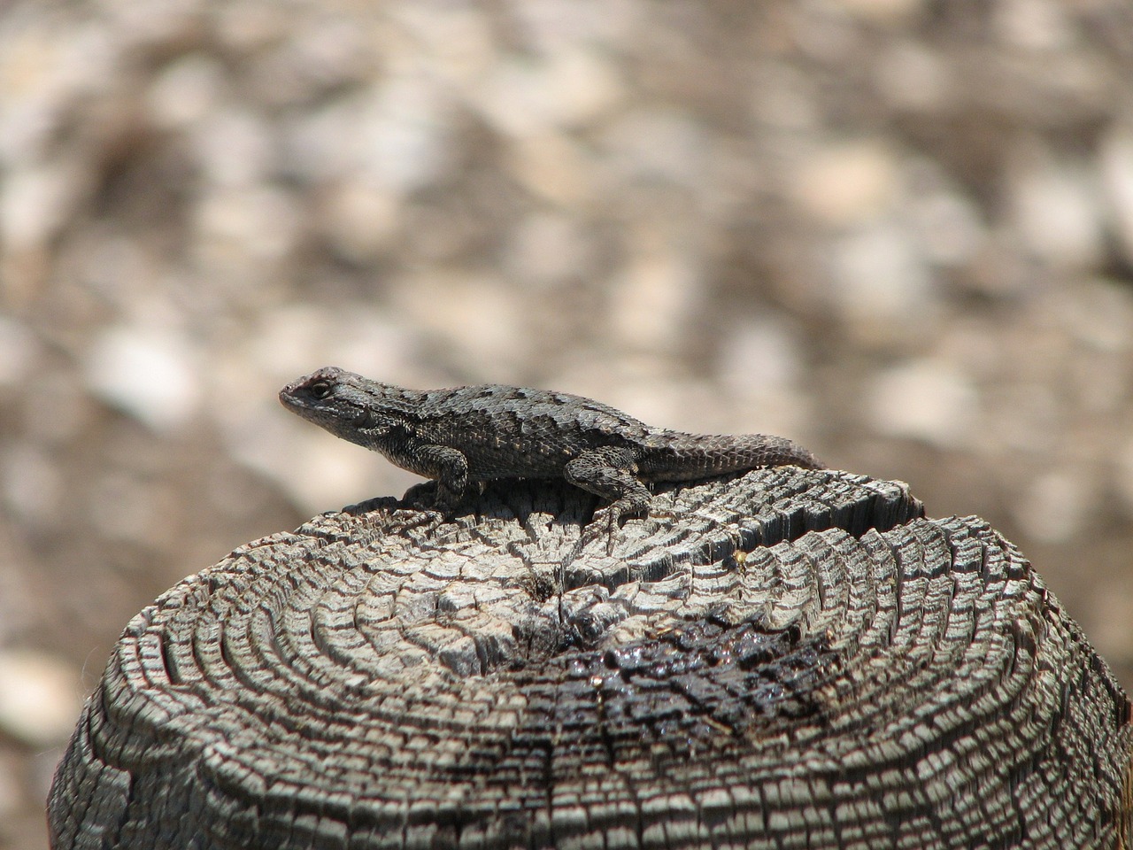 lizard tree stump free photo