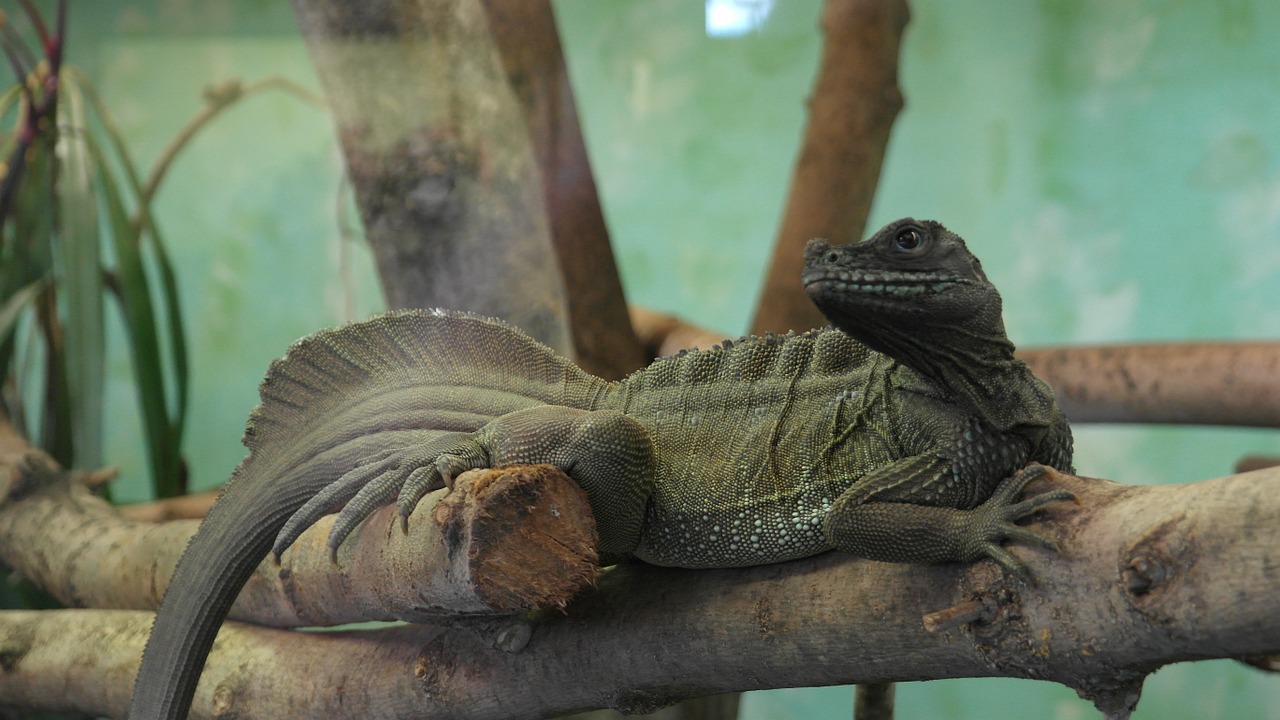 lizard zoo reptile free photo