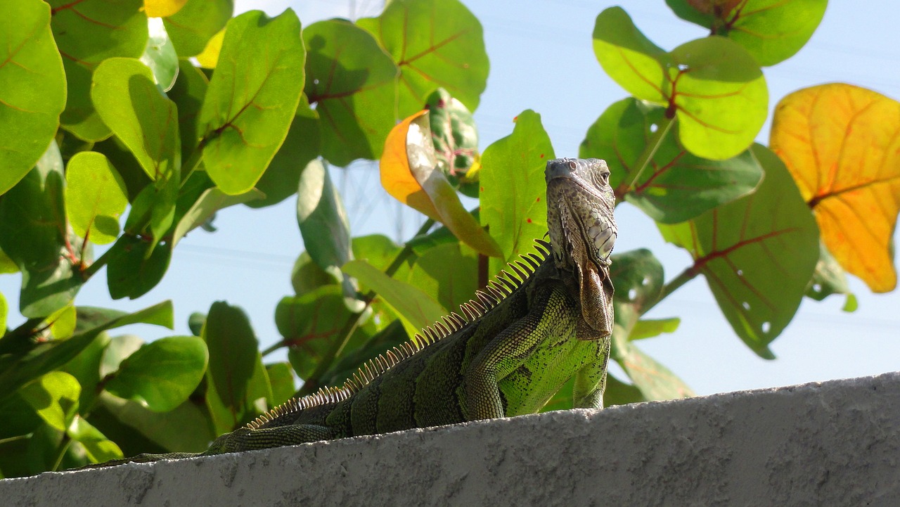 lizard keys marathon free photo