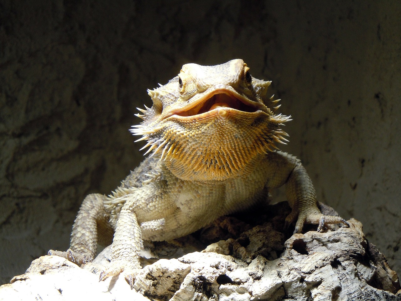 lizard reptile monitor free photo