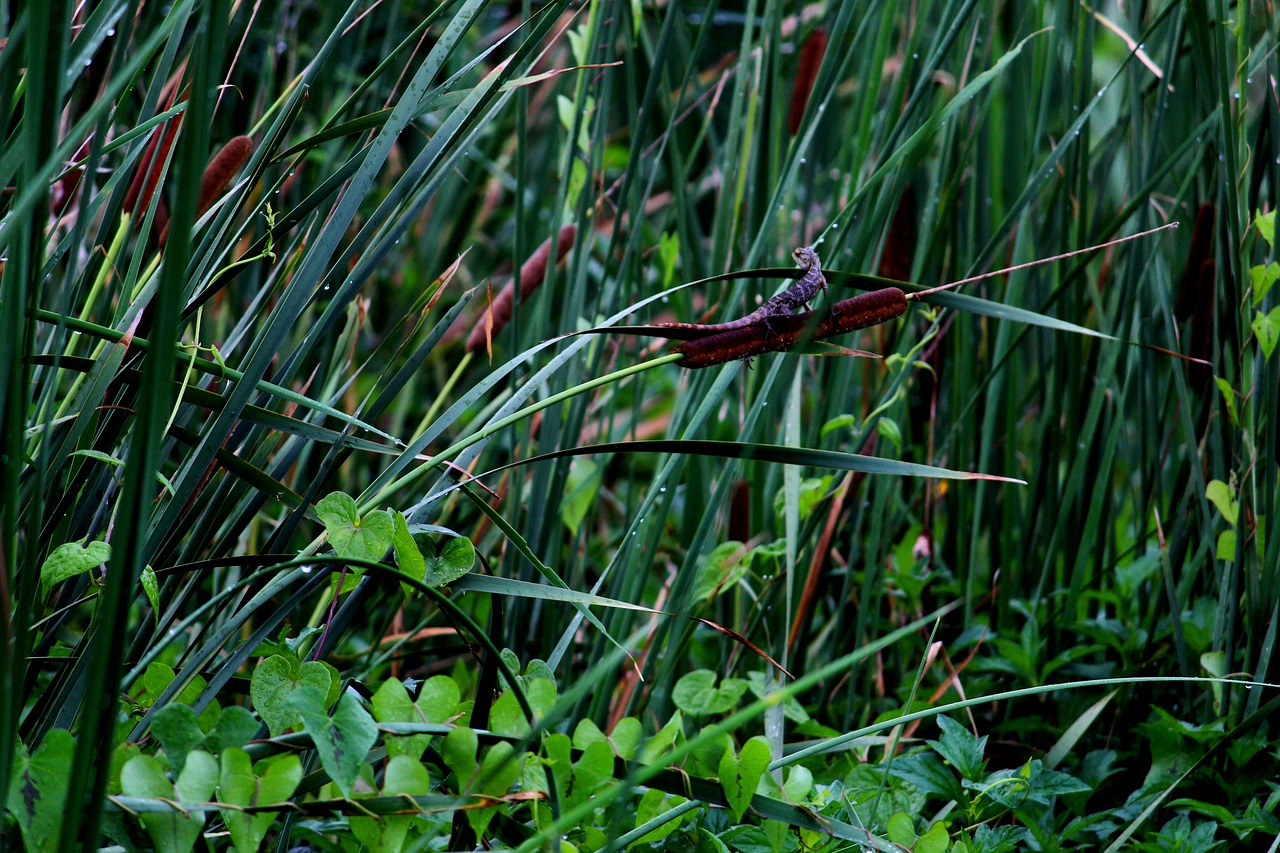 lizard jungle park free photo