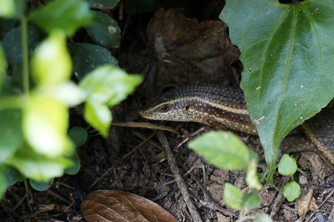 lizard hiding wildlife free photo