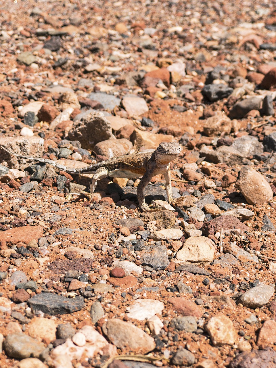 lizard wildlife animal free photo