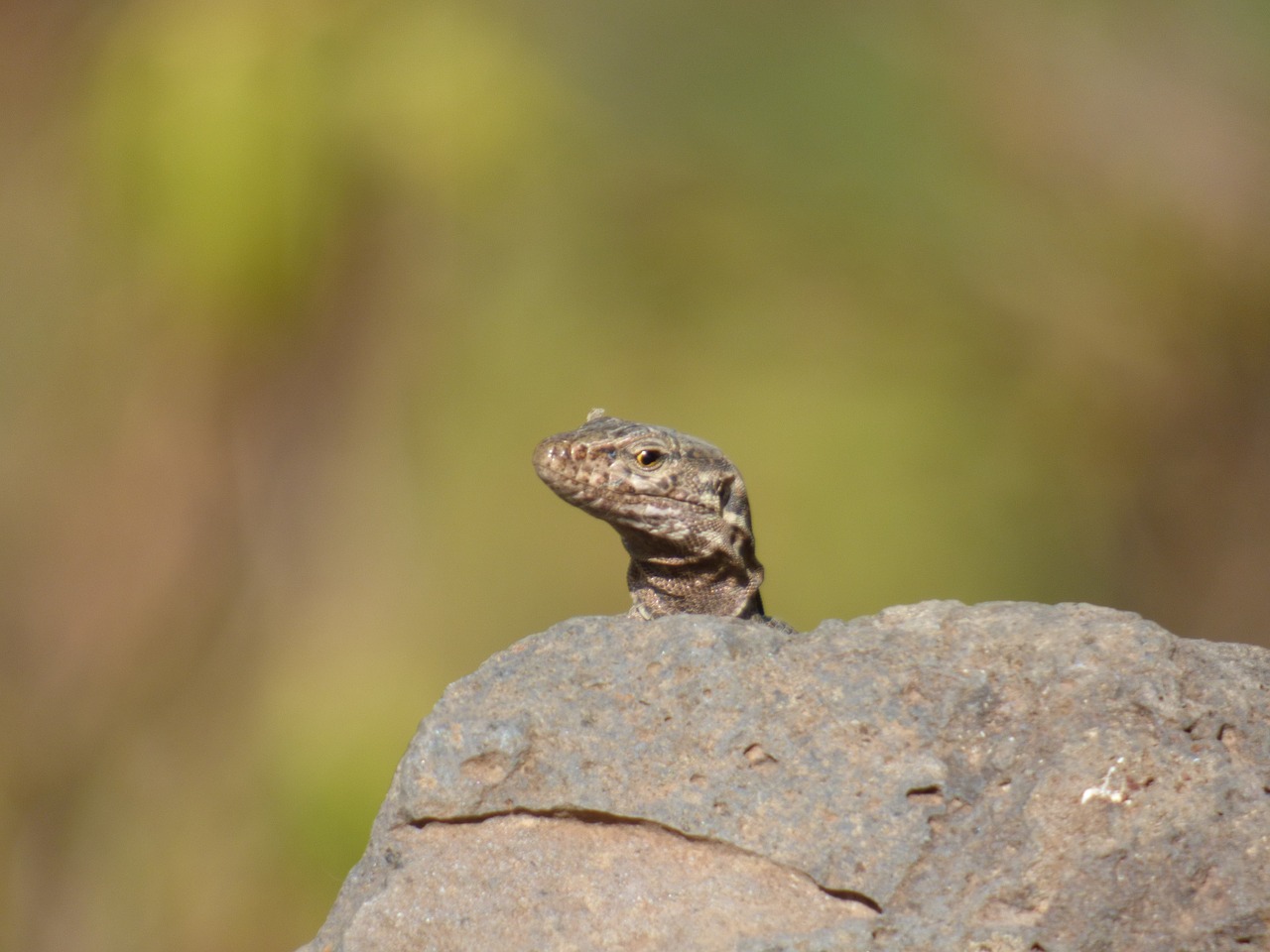 lizard what are you looking at tenerife free photo