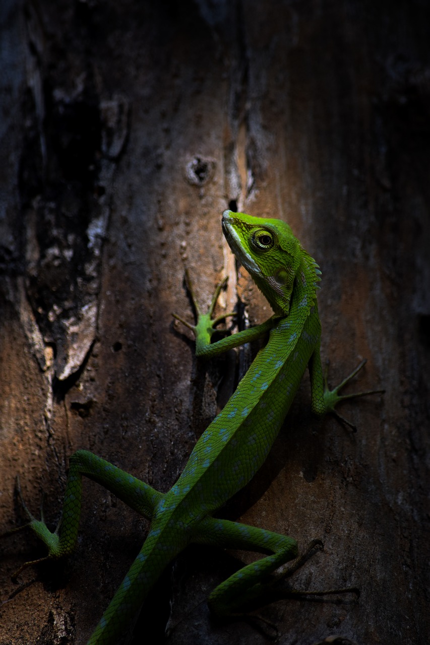 lizard animal nature free photo