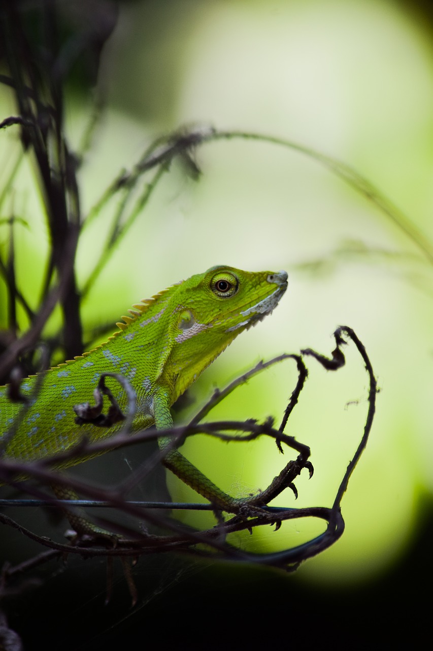 lizard animal reptile free photo