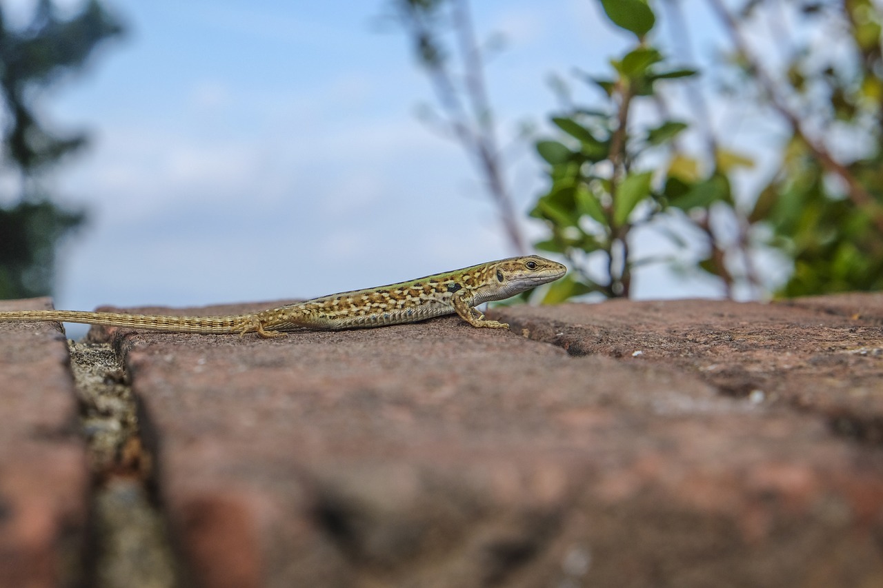 lizard muurhagedis wall free photo