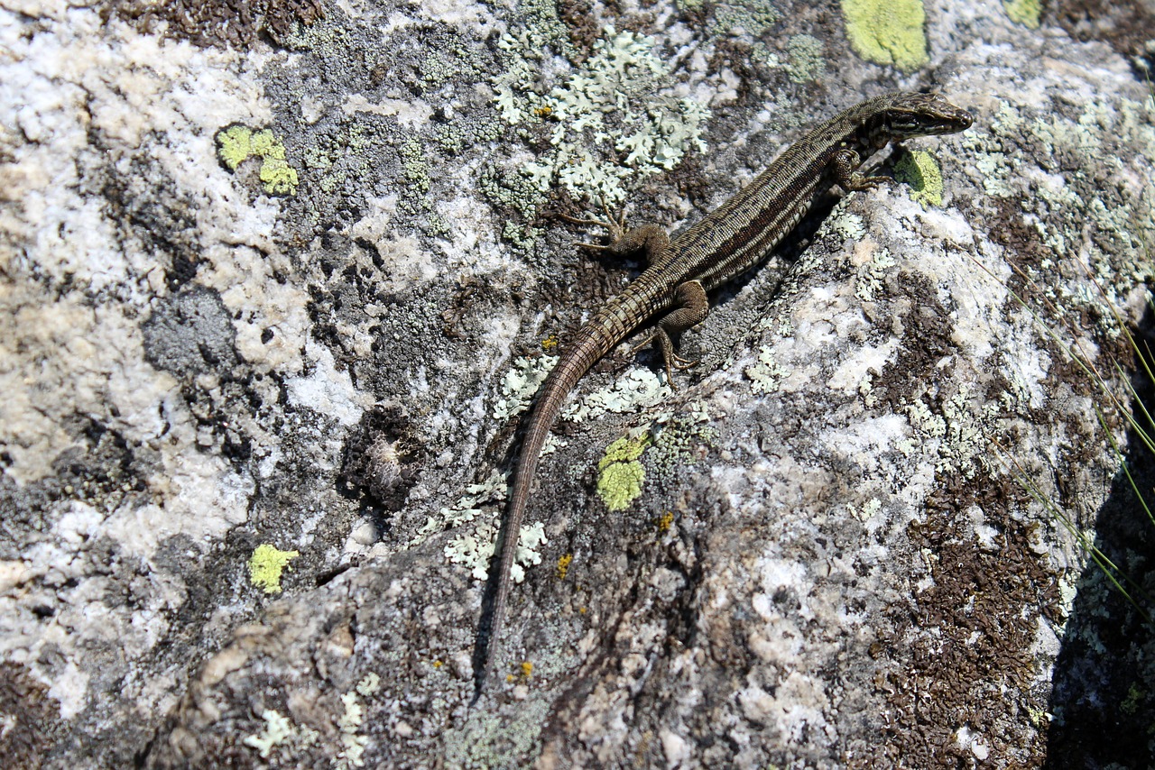 lizard stone mountains free photo