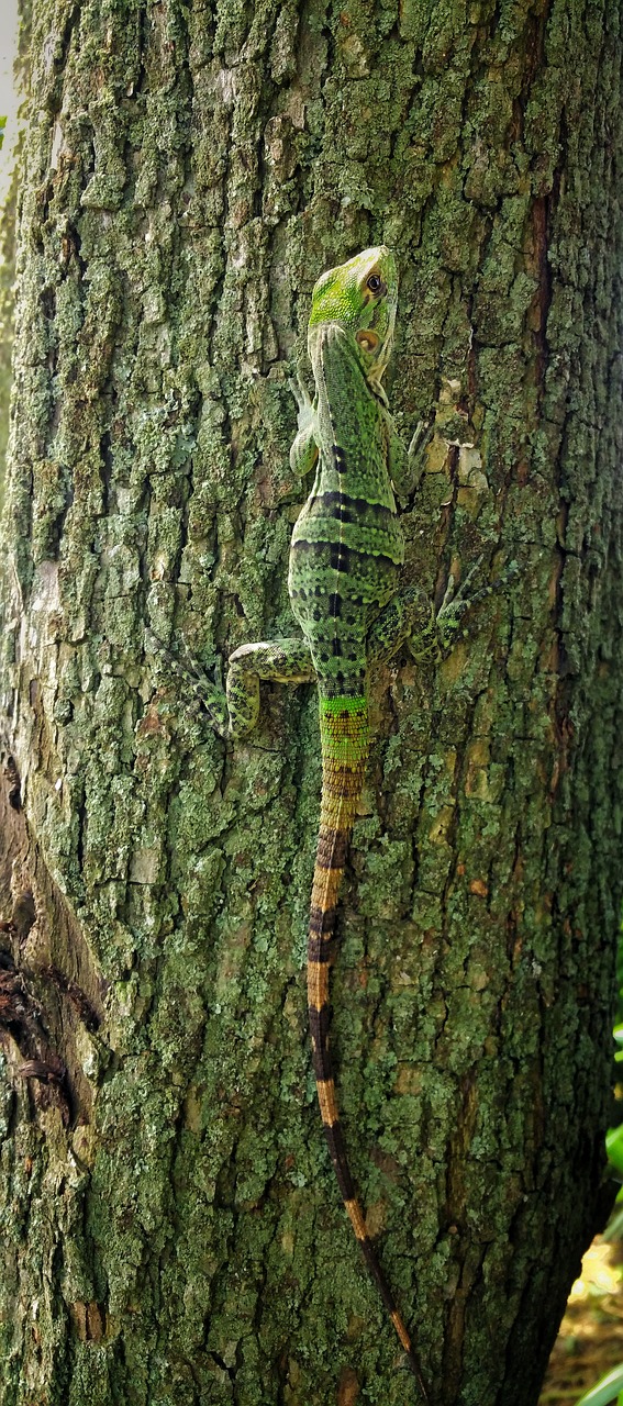 lizard green reptile free photo