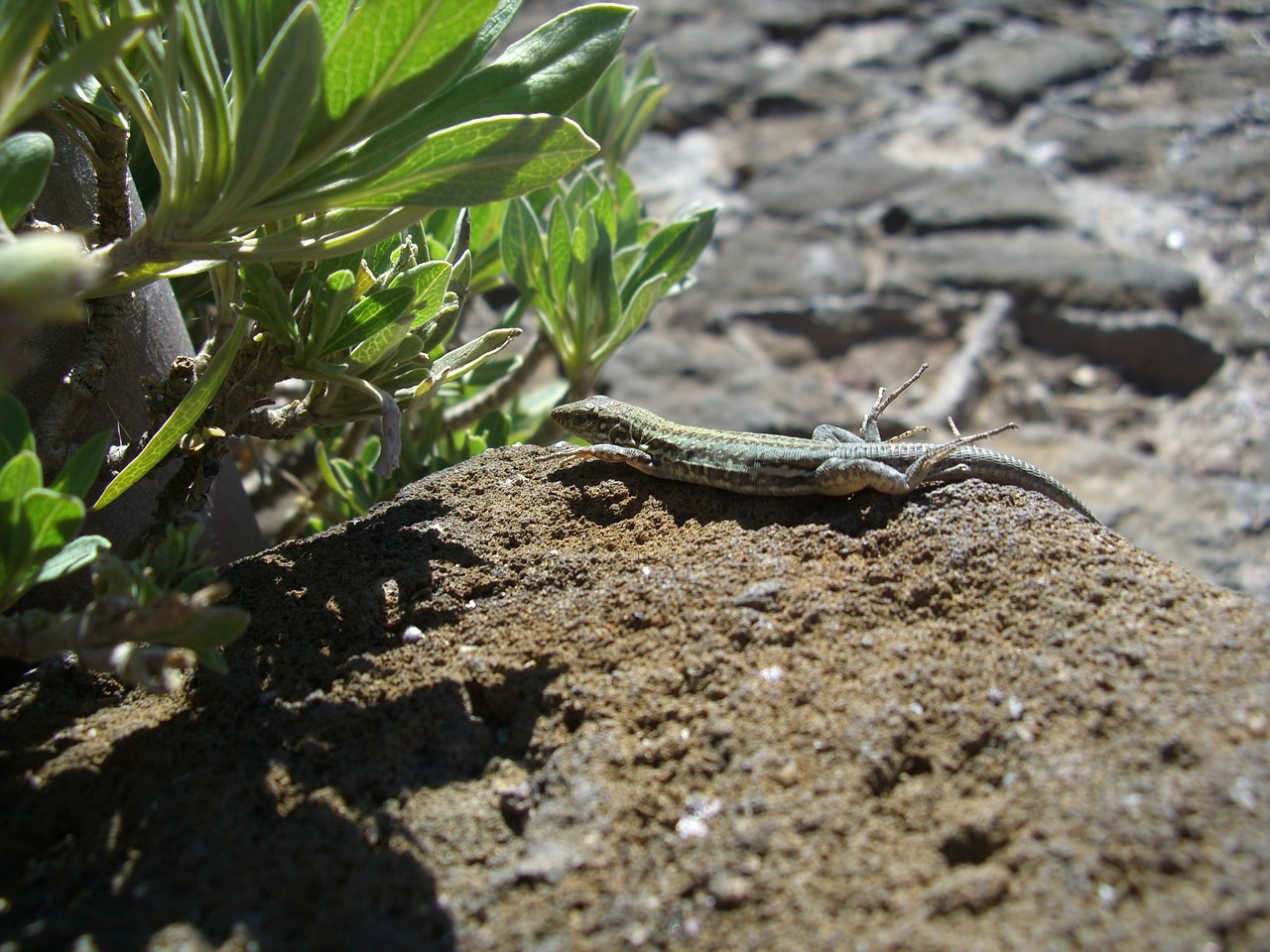 lizard stone earth free photo