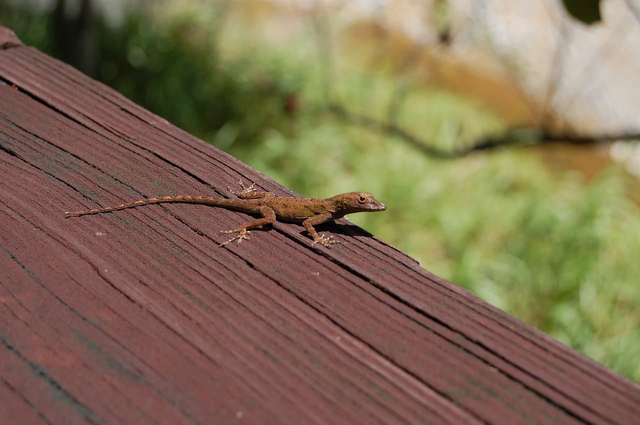 lizard puerto rico brown free photo