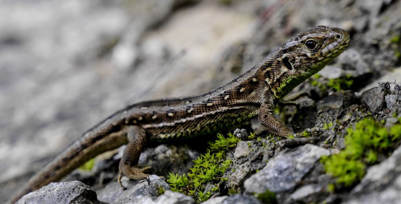 lizard nature austria free photo