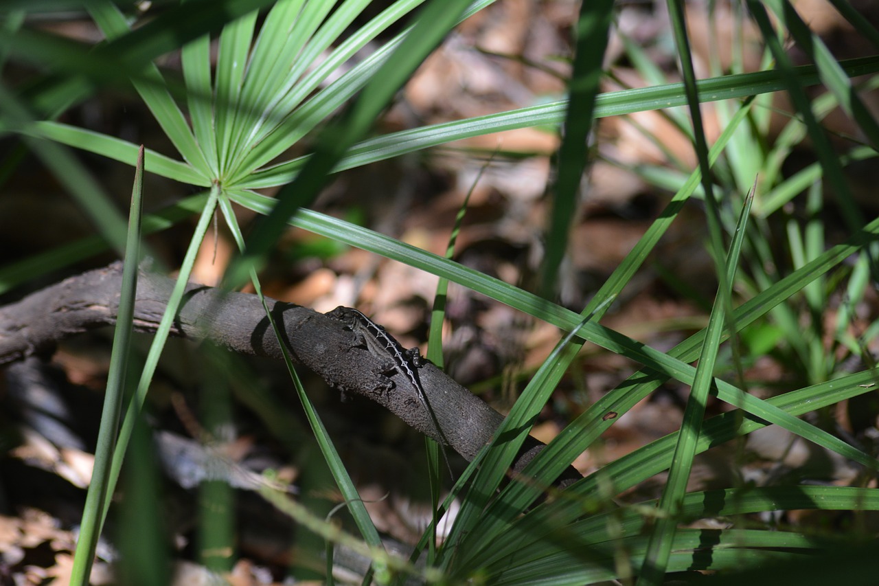 lizard tree wildlife free photo