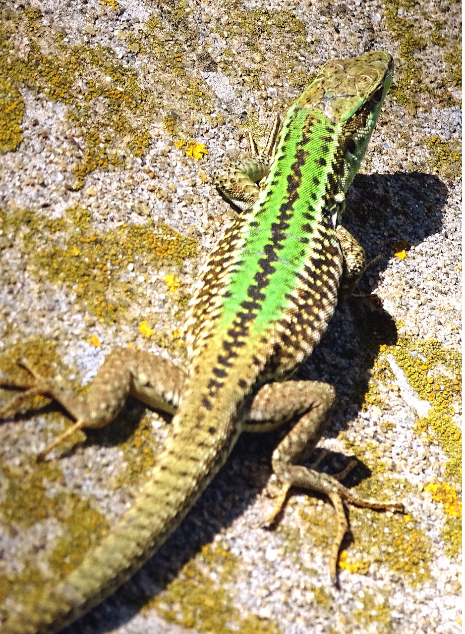 lizard reptile animal free photo