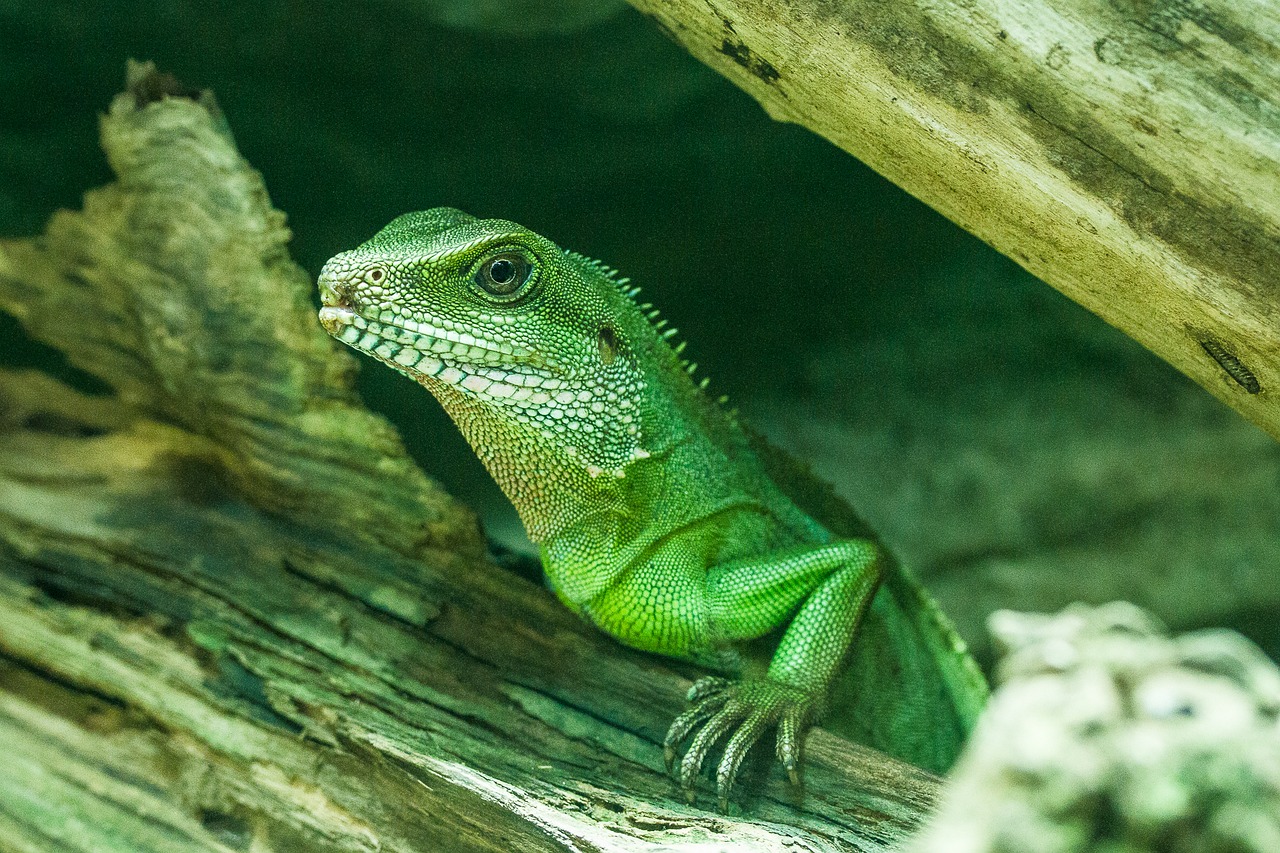 lizard green nature free photo