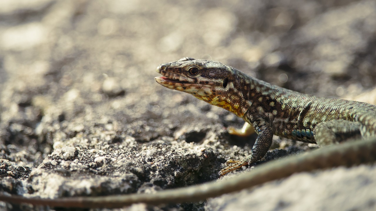 lizard stone animals free photo