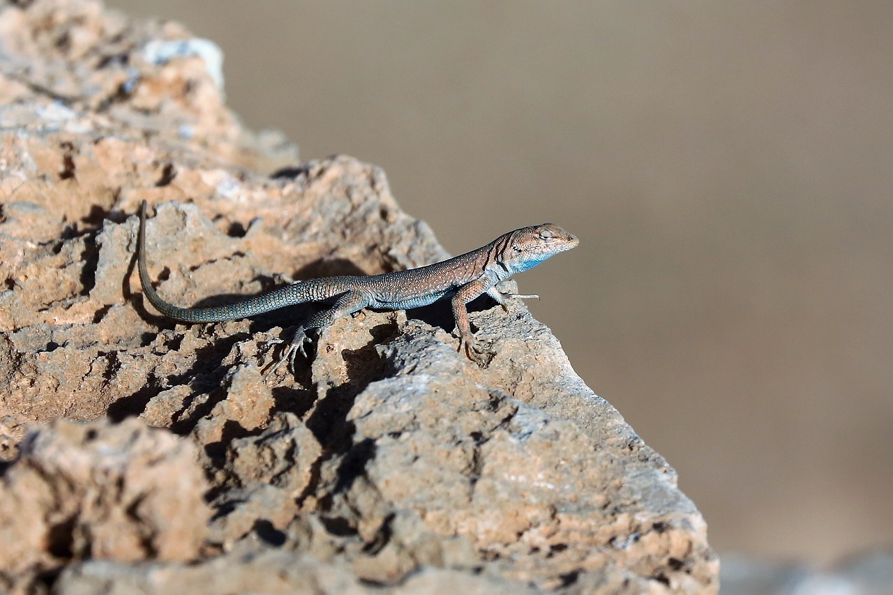 lizard reptile rock free photo