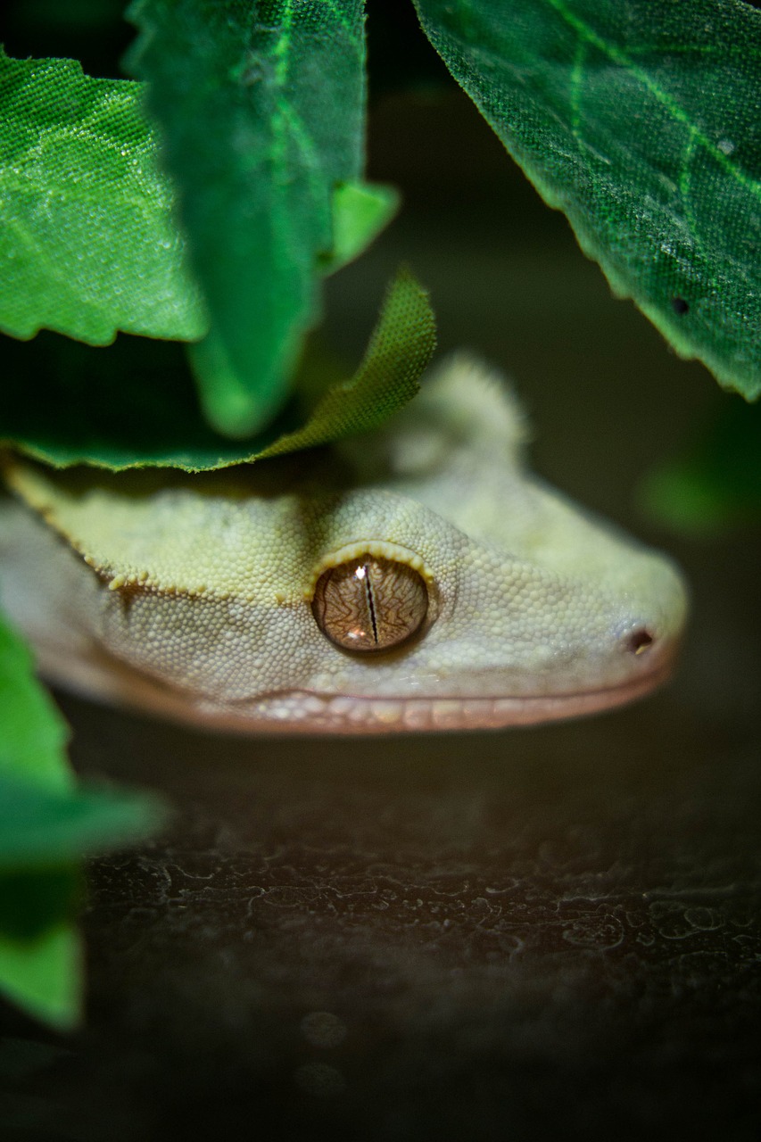 lizard dragon leaf free photo