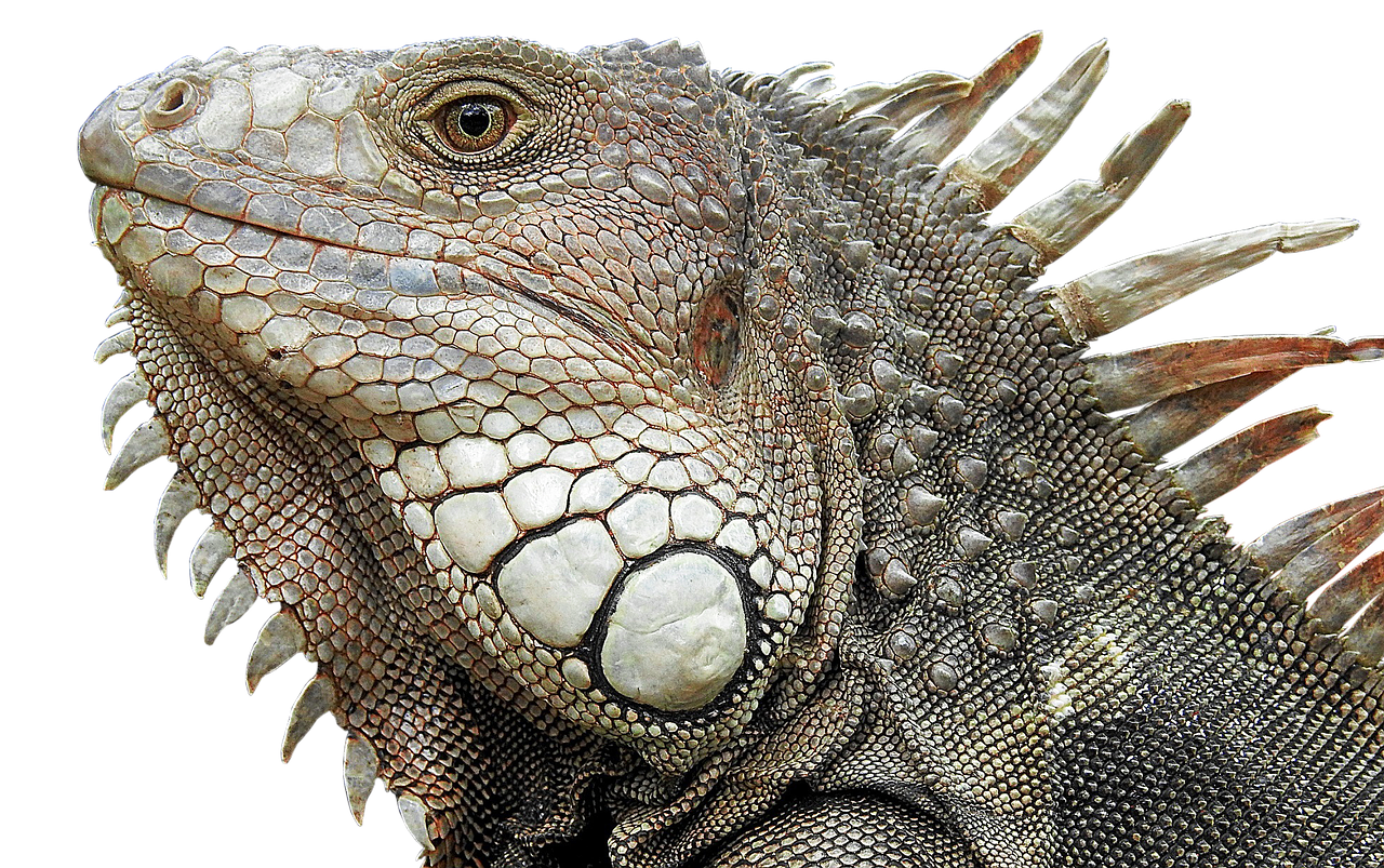 lizard reptile dragon free photo