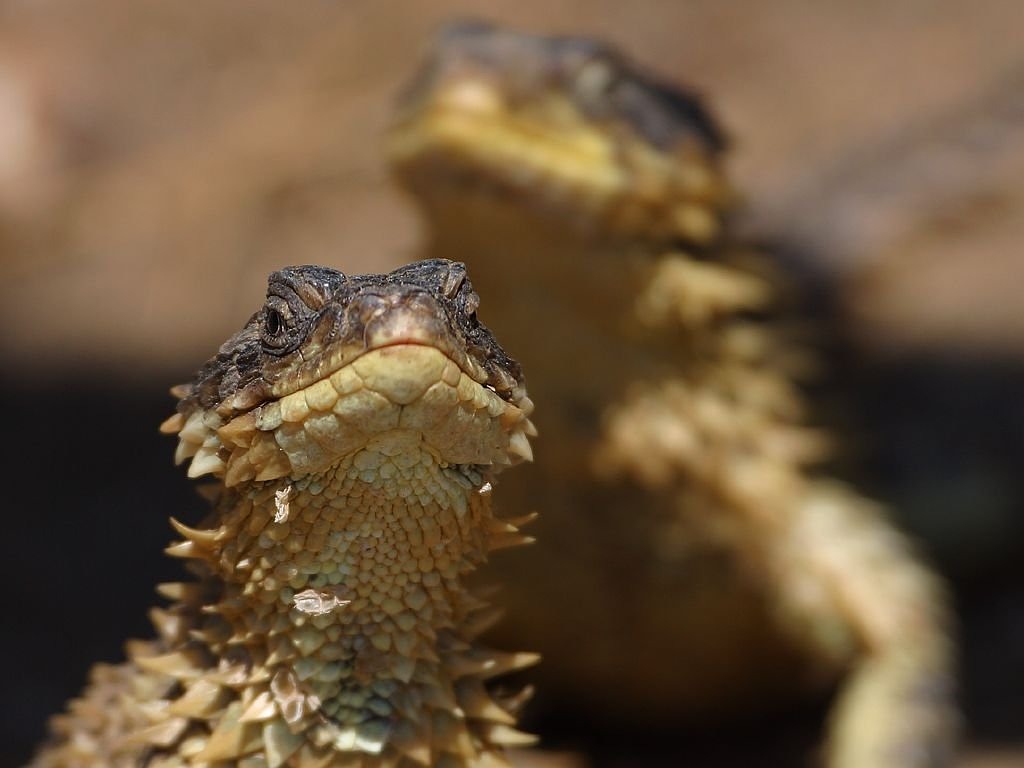 lizard reptile iguana free photo