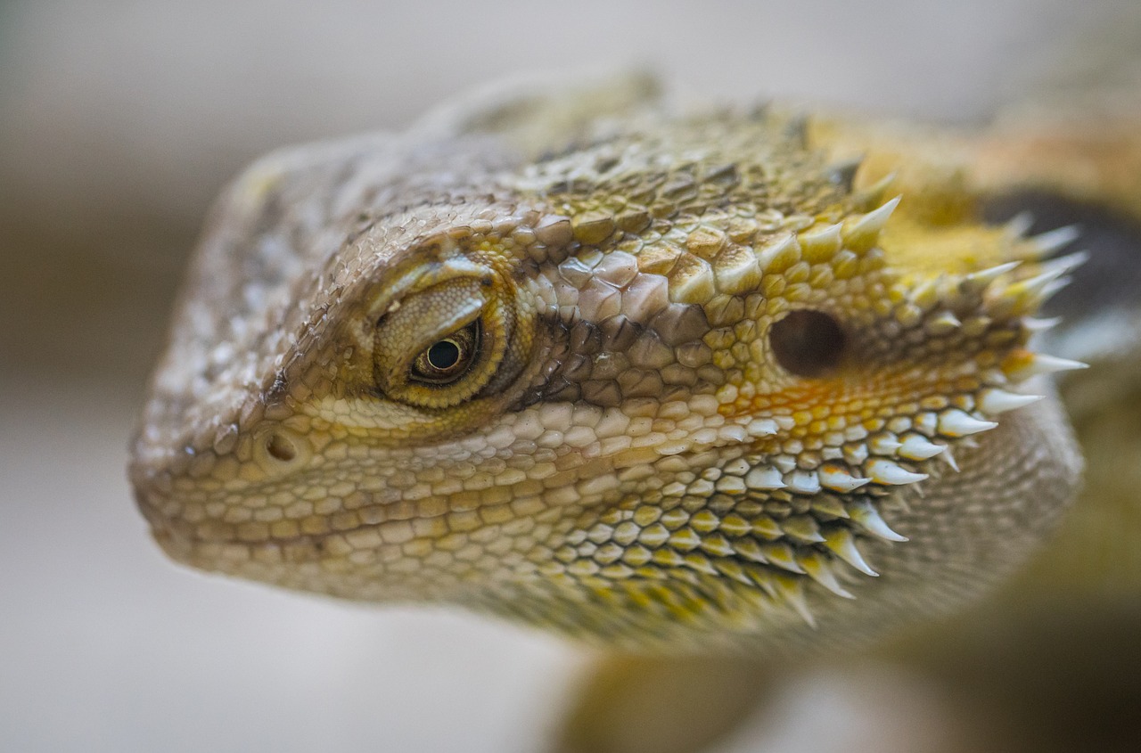 lizard reptile nature free photo