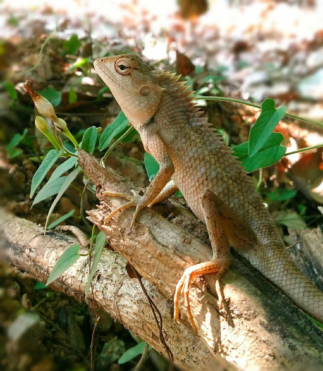 lizard reptile flying dragon free photo