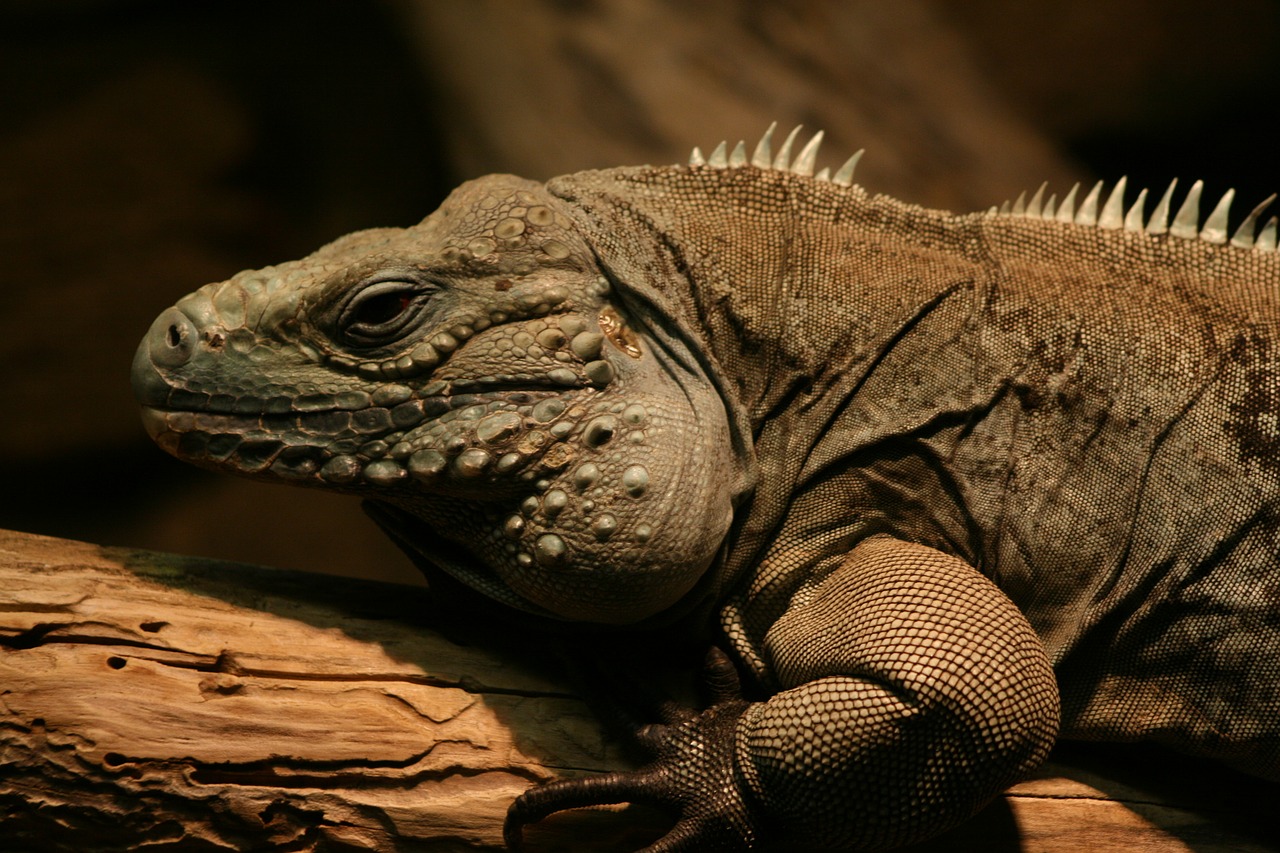 lizard reptile flying dragon free photo