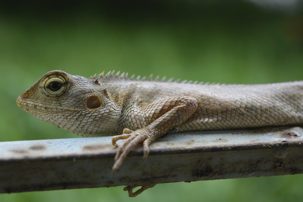 lizard chameleon reptile free photo