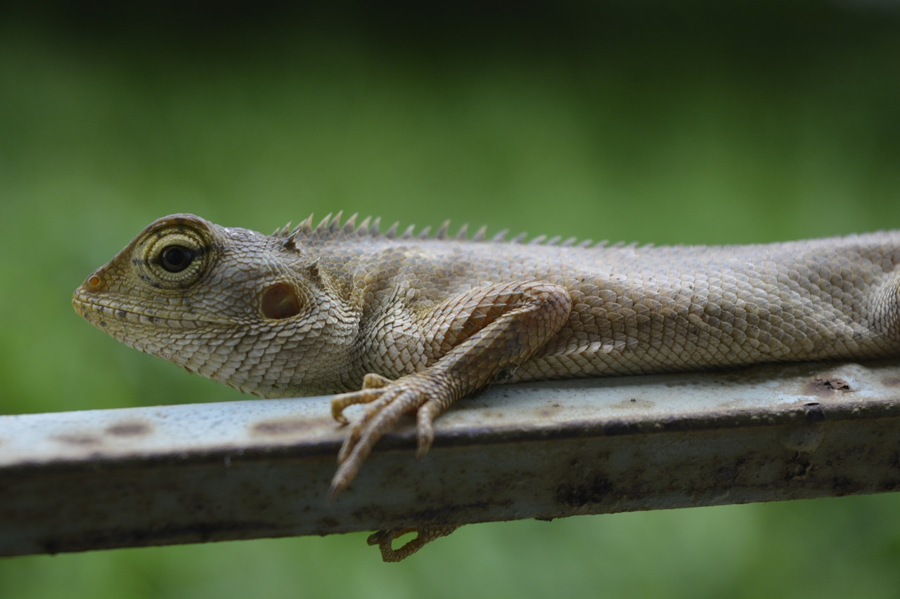 lizard chameleon reptile free photo