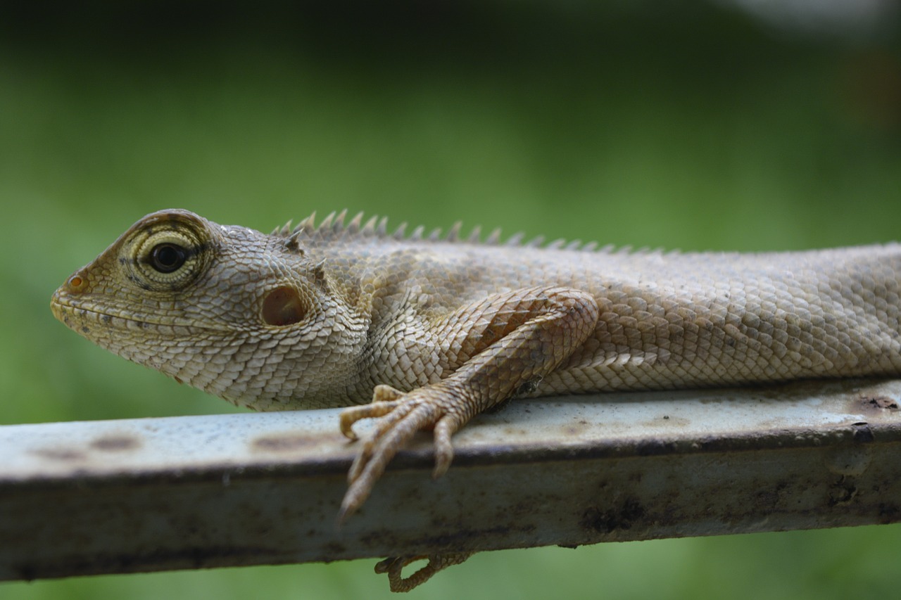 lizard chameleon reptile free photo