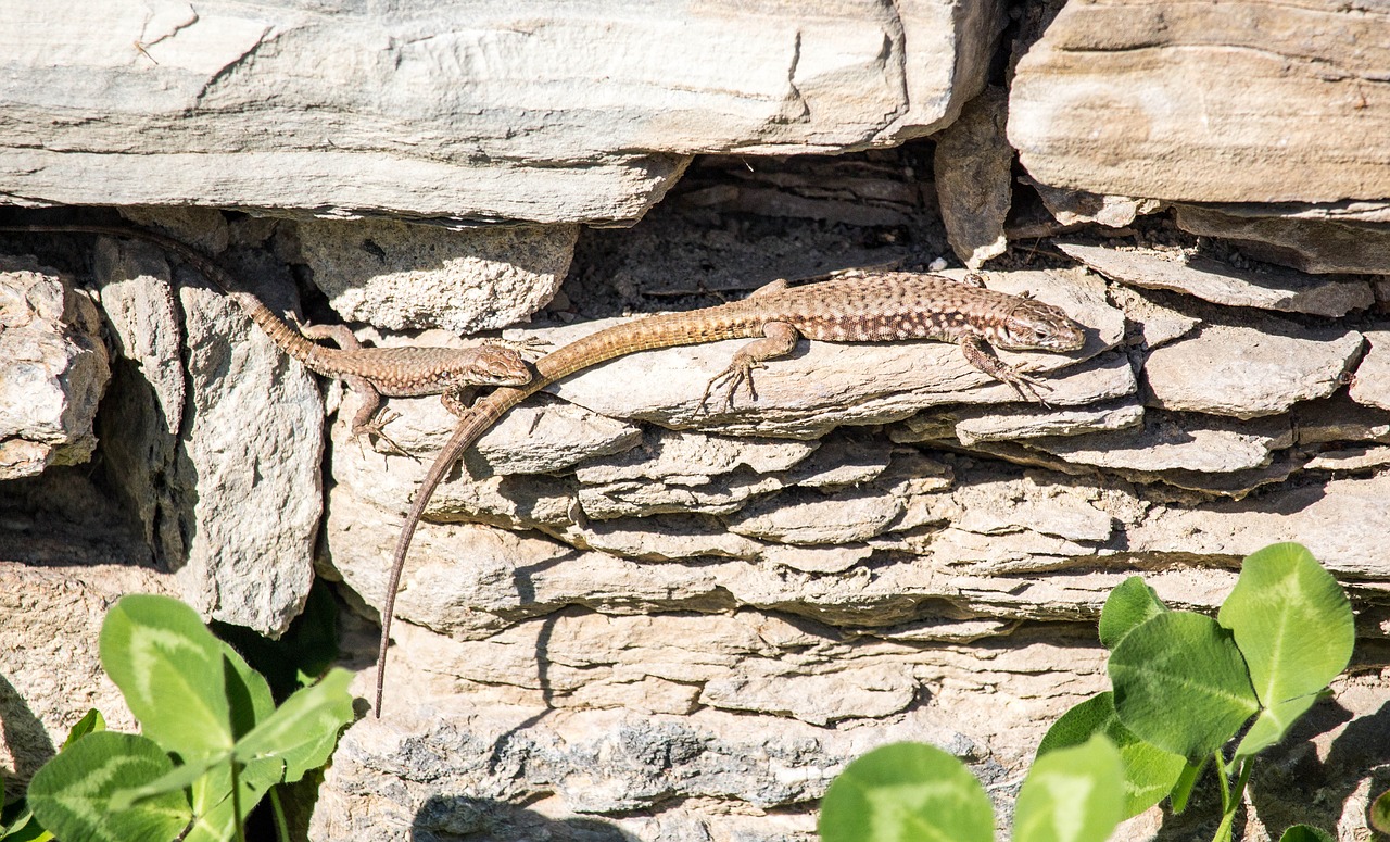 lizard nature wood free photo