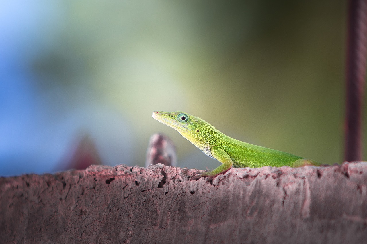 lizard nature wildlife free photo