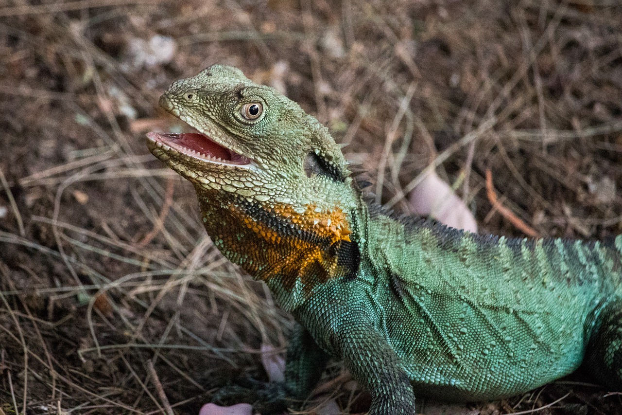 lizard reptile nature free photo