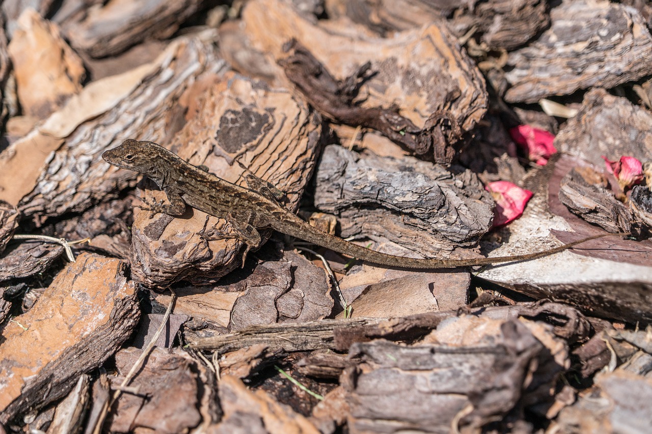 lizard gecko nature free photo