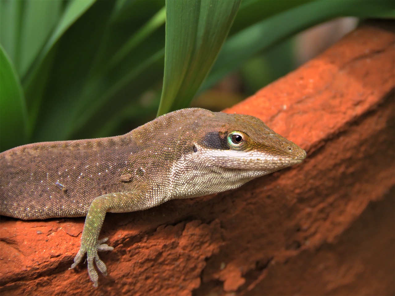 lizard reptile nature free photo