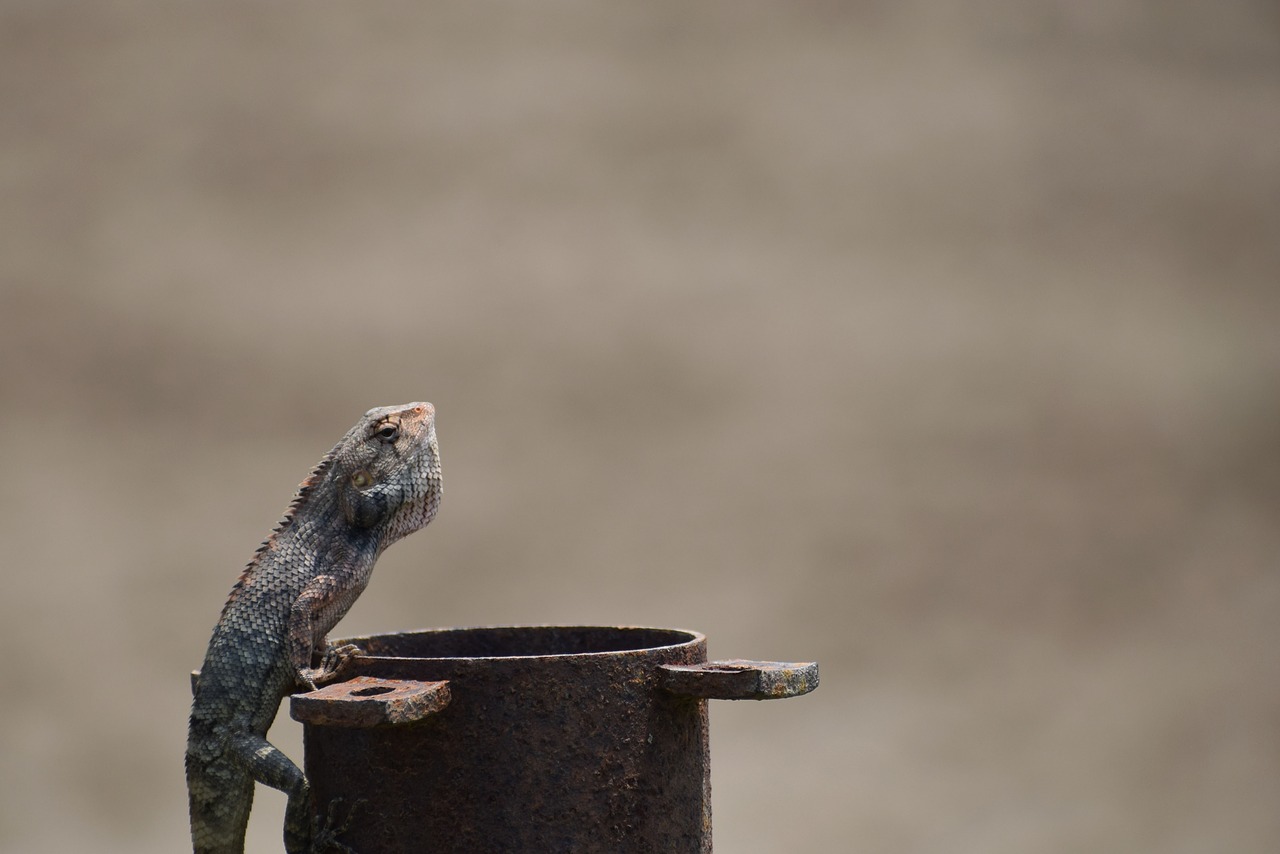 lizard  summer  nature free photo