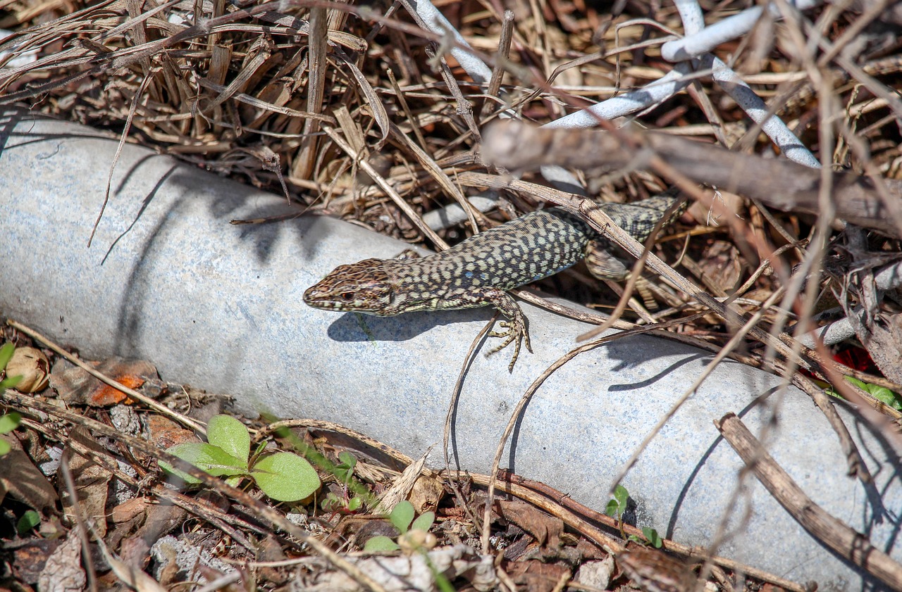 lizard  nature  wood free photo