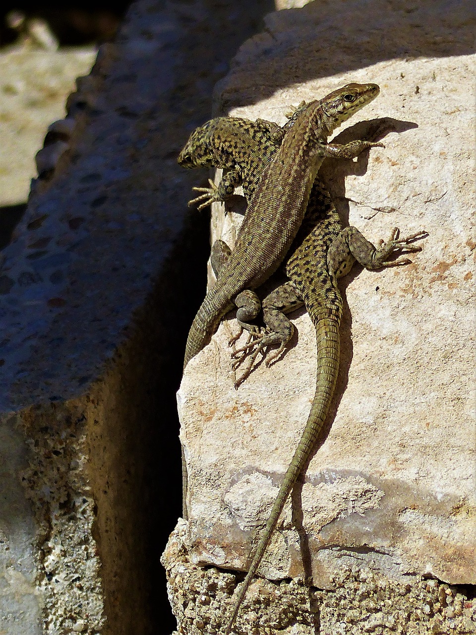 lizard  reptile  nature free photo