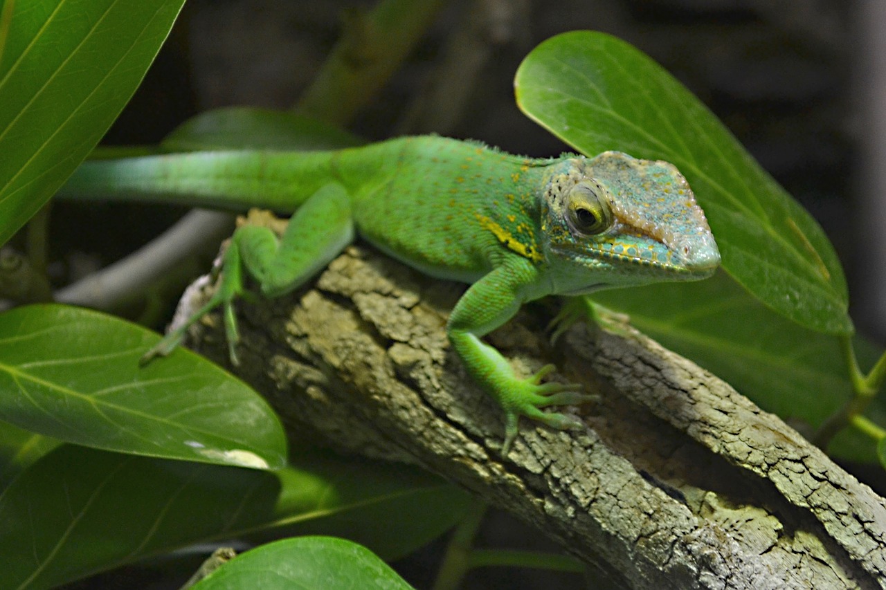 lizard  vivarium  reptile free photo