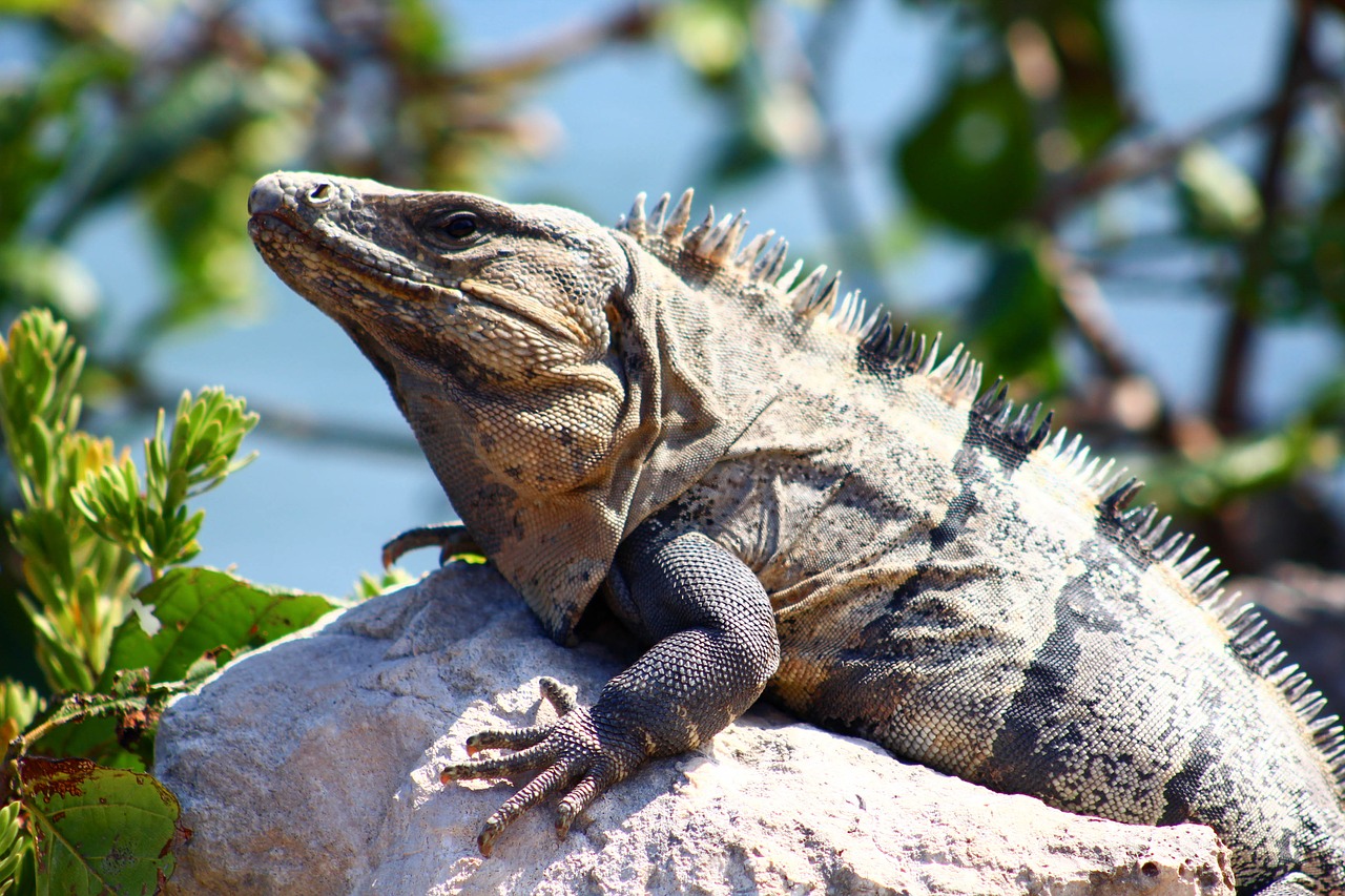 lizard  reptile  animal free photo