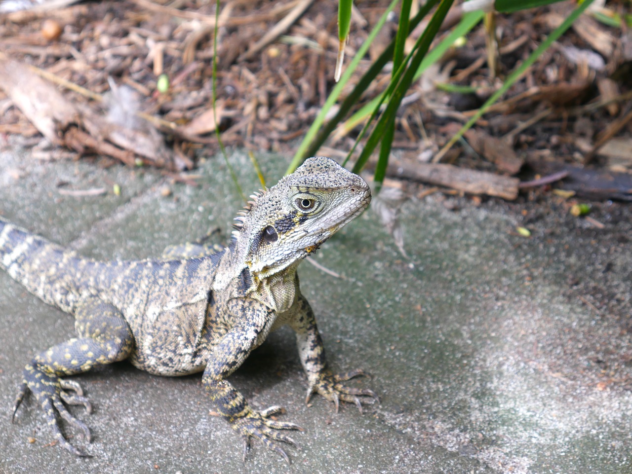 lizard  nature  reptile free photo