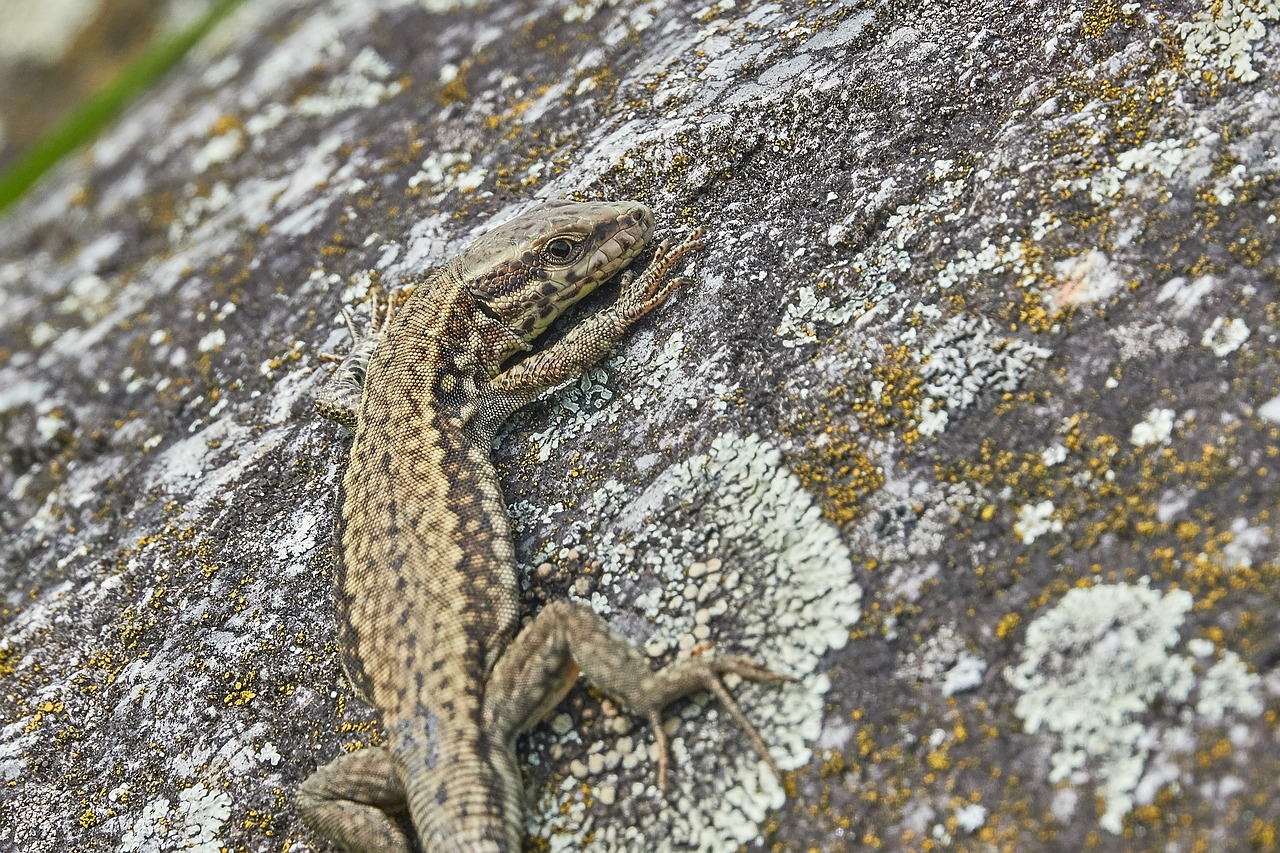 lizard  stone  reptile free photo