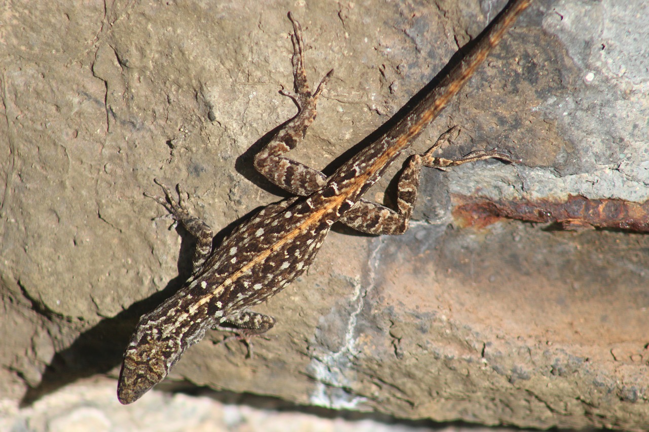 lizard  reptile  nature free photo
