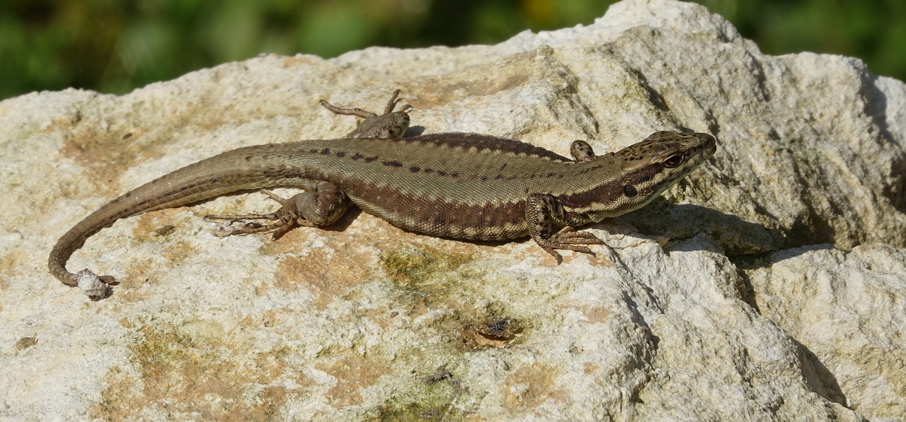 lizard  nature  reptile free photo