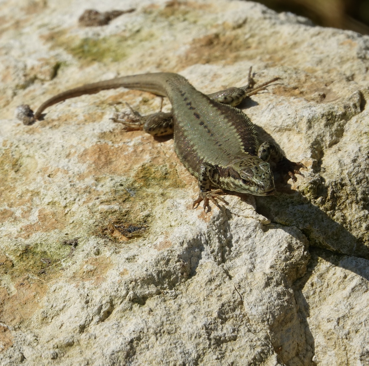 lizard  reptile  nature free photo