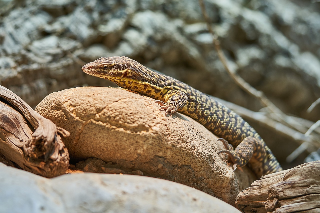 lizard  nature  reptile free photo